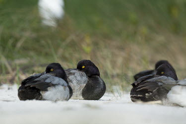 A small flock of lesser scaup ducks rest on a sandy beach in the soft sunlight with a green grassy background bird,birds,duck,ducks,scaup,Lesser Scaup,Waterfowl,beach,brown,drake,eye,grass,grey,green,male,resting,sand,sitting,soft light,sunny,tucked,white,Lesser scaup,Aythya affinis,Aves,Birds,Chordates,Chord