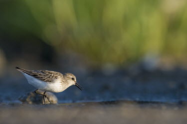 A small semipalmated sandpiper walks in the mud on a sunny morning in front of bright green grass blue,sandpiper,Semipalmated sandpiper,shorebird,bird,birds,adorable,brown,cute,eye,feathers,feet,grass,grey,green,movement,moving,sand,small,tiny,walking,white,Calidris pusilla,Semipalmated Sandpiper,