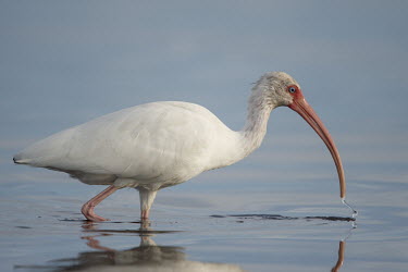 A white ibis wades in the shallow water with its bill just over the water's surface in soft evening sunlight ibis,bird,birds,White Ibis,bright,curve,eye,feathers,feeding,head,legs,neck,red,reflection,smooth background,soft light,sunny,wading,water,water drop,water level,white,White ibis,Eudocimus albus,Chord