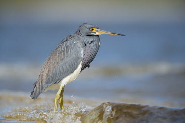 A colourful tri-coloured heron wades into the shallow water along a shoreline on a bright sunny day blue,Portrait,Tri-Coloured Heron,bright,brown,colourful,feathers,grey,legs,motionless,red,standing,sunny,wading,water,wave,white,Tricoloured heron,Egretta tricolor,Tricoloured Heron,Chordates,Chordata