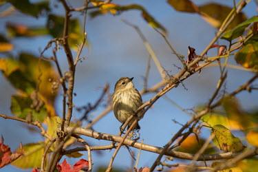 A yellow-rumped warbler is perched in a small opening surrounded by colourful fall leaves and a blue sky blue,warbler,Yellow warbler,bird,birds,Animalia,Chordata,Aves,Passeriformes,Parulidae,Setophaga coronata,adorable,branches,brown,cute,early,fall,autumn,fall colours,leaves,morning,orange,perch,perched