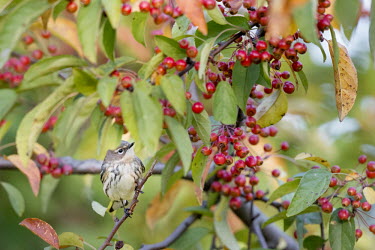 A yellow-rumped warbler perches in a tree filled with bright red berries and some colourful fall leaves warbler,Yellow warbler,bird,birds,Animalia,Chordata,Aves,Passeriformes,Parulidae,Setophaga coronata,berries,brown,colourful,fall,autumn,green,hidden,leaves,orange,perched,red,small,soft light,tree,whi