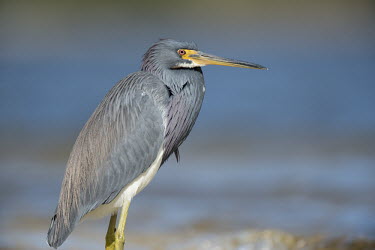 A colourful tri-coloured heron wades into the shallow water along a shoreline on a bright sunny day blue,Portrait,Tri-Coloured Heron,bright,brown,colourful,feathers,grey,legs,motionless,red,standing,sunny,wading,water,white,Tricoloured heron,Egretta tricolor,Tricoloured Heron,Chordates,Chordata,Aves