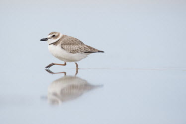 A Wilson's plover walks along in shallow water with a reflection of the bird Wilson's Plover,Wilsons Plover,plover,mud,orange,reflection,walking,water,water level,white,Animalia,Chordata,Aves,Charadriiformes,Charadriidae,Charadrius wilsonia,BIRDS,Blue,Florida,PLOVERS,animal,bl