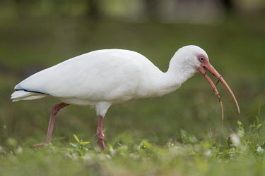 A white ibis feeds on large worms with its big pink curved bill in the green grass ibis,bird,birds,White Ibis,curve,eating,eye,feeding,grass,green,pink,red,white,worms,White ibis,Eudocimus albus,Chordates,Chordata,Ciconiiformes,Herons Ibises Storks and Vultures,Threskiornithidae,Ibi