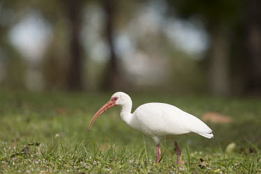 A white ibis walks in green grass searching for food in the soft sun with a smooth background ibis,bird,birds,White Ibis,close,curve,feeding,grass,green,pink,red,soft light,white,White ibis,Eudocimus albus,Chordates,Chordata,Ciconiiformes,Herons Ibises Storks and Vultures,Threskiornithidae,Ibi