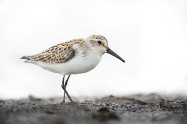 A western sandpiper makes a stop to refuel before heading south sandpiper,Western Sandpiper,brown,early,grey,high key,morning,mud,overcast,white,Western sandpiper,Animal,BIRDS,SANDPIPERS,gray,ground level,low angle,nature,wildlife
