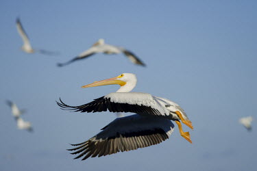 A group of American white pelicans take off and fly away in front of a blue sky pelican,bird,birds,blue Sky,White Pelican,action,clock,feathers,feet,flying,group,orange,white,wings,American white pelican,Pelecanus erythrorhynchos,American White Pelican,Aves,Birds,Ciconiiformes,He