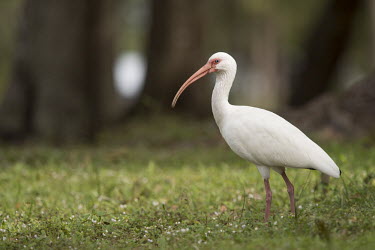A white ibis stands in green grass in the soft sun with a smooth background ibis,bird,birds,White Ibis,close,curve,feeding,grass,green,pink,red,soft light,white,White ibis,Eudocimus albus,Chordates,Chordata,Ciconiiformes,Herons Ibises Storks and Vultures,Threskiornithidae,Ibi