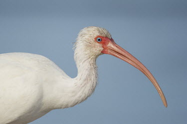 A close up portrait of a white ibis against a smooth blue background showing off its bright blue eye and long curved pink bill ibis,bird,birds,Portrait,White Ibis,bright,curve,eye,feathers,head,neck,red,smooth background,soft light,sunny,white,White ibis,Eudocimus albus,Chordates,Chordata,Ciconiiformes,Herons Ibises Storks an