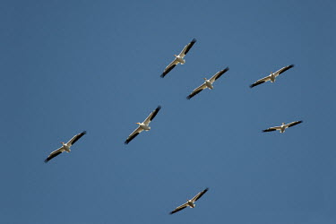 A flock of American white pelicans soar high in the bright blue sky on a sunny day pelican,bird,birds,blue Sky,bright,flock,flying,group,soaring,sunny,white,wings,American white pelican,Pelecanus erythrorhynchos,American White Pelican,Aves,Birds,Ciconiiformes,Herons Ibises Storks an