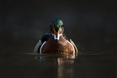 A male wood duck swims into a spotlight of sun with a dramatic dark background showing off his bright colours Waterfowl,Wood Duck,bright,colourful,dramatic,duck,green,head on,orange,pink,red,rust colour,spotlight,sunny,swimming,vibrant,water level,white,Wood duck,Aix sponsa,Chordates,Chordata,Aves,Birds,Anser