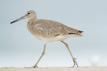 A willet walks along the beach stomping its foot down and kicking sand in the air with a smooth background beach,brown,feet,grey,legs,overcast,sand,sandy,smooth background,soft light,stomp,tan,walking,white,Willet,Catoptrophorus semipalmatus,Charadriiformes,Shorebirds and Terns,Sandpipers, Phalaropes,Scolo