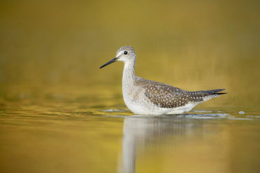 A greater yellowlegs wades in the shallow water early one morning under soft light Animalia,Chordata,Aves,Charadriiformes,Scolopacidae,Tringa melanoleuca,bird,birds,sandpiper,brown,colourful,early,morning,reflection,soft light,wading,water,water level,white,Greater yellowlegs,BIRDS,