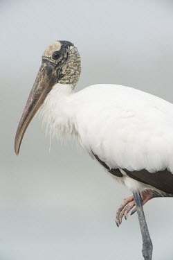 An ugly wood stork stands on one leg in front of a smooth white background on a foggy morning stork,bird,birds,wood stork,bill,feathers,foggy,foot,grey,head,old,overcast,pink,smooth background,soft light,texture,ugly,white,Wood stork,Mycteria americana,Chordates,Chordata,Aves,Birds,Storks,Cico