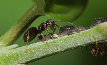 Black ant guarding harvested aphids macro,nature,insect,ant,aphid,harvesting,farming,behaviour,relationship,Animalia,Arthropoda,Insecta,Hemiptera,Aphididae,Aphis,RAW,Ant,Aphids