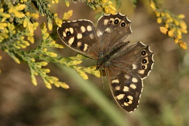 Speckled wood butterfly macro,nature,Animalia,Arthropoda,Insecta,Lepidoptera,butterfly,butterflies,insect,insects,invertebrate,invertebrates,speckled wood,satyridae,pararge aegeria,satyrinae,Speckled wood,Pararge aegeria,But