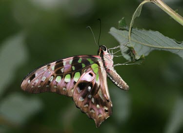 Tailed jay macro,nature,Animalia,Arthropoda,Insecta,Lepidoptera,butterfly,butterflies,insect,insects,invertebrate,invertebrates,butterfly house,papilionidae,tailed jay,graphium agamemnon,papilionid,Green-spotted