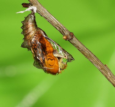 Silver-washed fritillary butterfly emerging from its chrysalis macro,nature,Animalia,Arthropoda,Insecta,Lepidoptera,butterfly,butterflies,insect,insects,invertebrate,invertebrates,speckled wood,satyridae,pararge aegeria,satyrinae,Speckled wood,Pararge aegeria