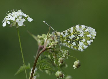 Orange-tip butterfly macro,nature,Lepidoptera,chrysalis,pupa,spangles,nymphalidae,argynnis paphia,silver washed fritillary,nymphalid,Silver-washed fritillary,Argynnis paphia,Orange-tip,Anthocharis cardamines,Insects,Insec