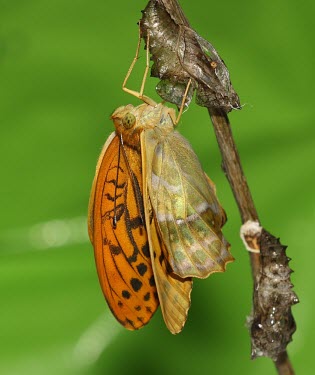 Silver-washed fritillary butterfly emerging from its chrysalis macro,nature,Animalia,Arthropoda,Insecta,Lepidoptera,butterfly,butterflies,insect,insects,invertebrate,invertebrates,nymphalidae,argynnis paphia,silver washed fritillary,nymphalid,Silver-washed fritil