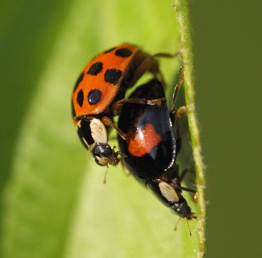 Harlequin ladybirds mating macro,nature,insect,beetle,ladybird,ladybug,mating,harlequin,pairing,insects,invertebrate,invertebrates,red,spots,spotty,spotted,pattern,beetles,Harlequin ladybird,Harmonia axyridis,Coccinellidae,Lady