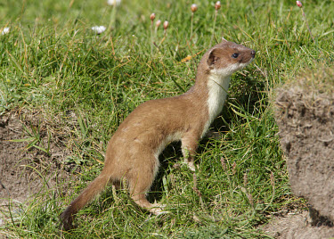 Stoat Mustela erminea Bird photography,Wildlife photography,Stoat Mustela erminea,mammal,ermine,weasel,marten,carnivore,Mustelidae,mustelid,omnivore,kits,kittens,family group,female with kits,image,photograph,wildlife,Not