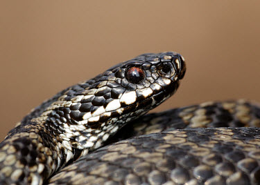 Adder Adder,Vipera berus,viper,snake,reptile,poisonous,venomous,snakes,reptiles,scales,scaly,reptilia,terrestrial,cold blooded,close up,shallow focus,Reptilia,Reptiles,Squamata,Lizards and Snakes,Viperidae,