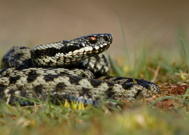 Adder Adder,Vipera berus,viper,snake,reptile,poisonous,venomous,snakes,reptiles,scales,scaly,reptilia,terrestrial,cold blooded,close up,shallow focus,coiled,Reptilia,Reptiles,Squamata,Lizards and Snakes,Vip
