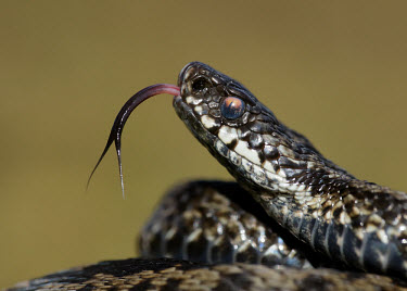 Coilled adder flicking its tongue Adder,Vipera berus,viper,snake,reptile,poisonous,venomous,snakes,reptiles,scales,scaly,reptilia,terrestrial,cold blooded,close up,shallow focus,Reptilia,Reptiles,Squamata,Lizards and Snakes,Viperidae,
