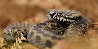 Adder Adder,Vipera berus,viper,snake,reptile,poisonous,venomous,snakes,reptiles,scales,scaly,reptilia,terrestrial,cold blooded,close up,shallow focus,Reptilia,Reptiles,Squamata,Lizards and Snakes,Viperidae,