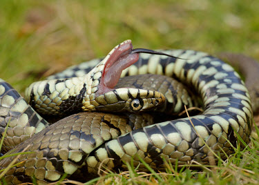 Grass snake playing dead Grass Snake,Natrix natrix,snake,reptile,pond life,water snake,snakes,reptiles,scales,scaly,reptilia,terrestrial,cold blooded,macro,close up,shallow focus,playing dead,forked tongue,tongue,Grass snake,
