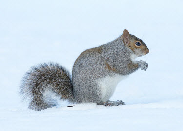 Grey squirrel Grey Squirrel,mammal,rodent,omnivore,squirrel,snow,white,white background,winter,cold,frozen,foraging,forage,gray squirrel,Sciurus carolinensis,Grey squirrel,Rodents,Rodentia,Squirrels, Chipmunks, Mar