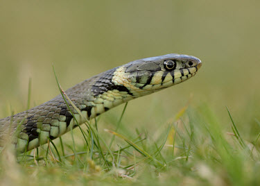 Grass snake Grass Snake,Natrix natrix,snake,reptile,pond life,water snake,snakes,reptiles,scales,scaly,reptilia,terrestrial,cold blooded,macro,close up,shallow focus,Grass snake,Reptilia,Reptiles,Colubridae,Advan