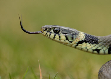 Grass snake Grass Snake,Natrix natrix,snake,reptile,pond life,water snake,snakes,reptiles,scales,scaly,reptilia,terrestrial,cold blooded,macro,close up,shallow focus,forked tongue,tongue,Grass snake,Reptilia,Rept