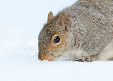 Grey squirrel searching for food buried under snow Grey Squirrel,mammal,rodent,omnivore,squirrel,snow,white,white background,winter,cold,frozen,foraging,forage,gray squirrel,Sciurus carolinensis,Grey squirrel,Rodents,Rodentia,Squirrels, Chipmunks, Mar