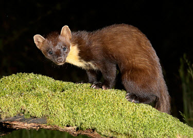 Pine marten forests,Forest,environment,ecosystem,Habitat,woodlands,wood land,Woodlot,Woodland,Arboreal,treelife,lives in tree,tree life,tree dweller,conifer forest,coniferous,Coniferous forest,night time,Night,Tw