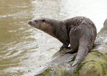 Common otter Otter Lutra lutra,mammal,water,river,aquatic mammal,mammals,vertebrate,vertebrates,shallow focus,wet,Common otter,Lutra lutra,Mammalia,Mammals,Weasels, Badgers and Otters,Mustelidae,Carnivores,Carnivo