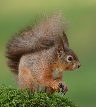 Red squirrel Red Squirrel,Sciurus vulgaris,mammal,rodent,omnivore,squirrel,tail,cute,furry,shallow focus,eating,nuts,arboreal,woodland,woods,forest,Red squirrel,Chordates,Chordata,Squirrels, Chipmunks, Marmots, Pr