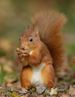 Red squirrel Red Squirrel,Sciurus vulgaris,mammal,rodent,omnivore,squirrel,tail,cute,furry,shallow focus,eating,nuts,arboreal,woodland,woods,forest,Red squirrel,Chordates,Chordata,Squirrels, Chipmunks, Marmots, Pr
