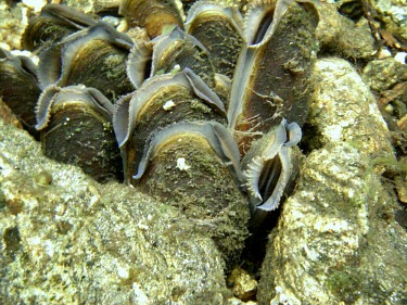 A group of freshwater pearl mussels mussel,mussels,shell,freshwater,mollusc,molluscs,shellfish,bivalve,filter,filter feeder,water,underwater,macro,close up,fresh water,freshwater mussel,Freshwater pearl mussel,Margaritifera margaritifer