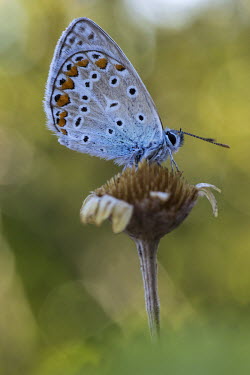 Common blue butterfly close up butterfly,butterflies,insect,insects,invertebrate,invertebrates,antenna,antennae,macro,close up,shallow focus,bokeh,Common blue,Polyommatus icarus,Arthropoda,Arthropods,Insects,Insecta,Coppers, Hairst