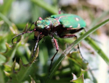 Green tiger beetle insect,insects,invertebrate,invertebrates,beetle,beetles,tiger beetle,macro,close up,Green tiger beetle,Cicindela campestris,Carabidae,Ground Beetles,Insects,Insecta,Arthropoda,Arthropods,Coleoptera,B