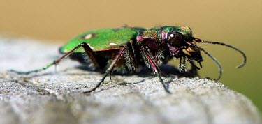 Green tiger beetle insect,insects,invertebrate,invertebrates,beetle,beetles,tiger beetle,macro,close up,Green tiger beetle,Cicindela campestris,Carabidae,Ground Beetles,Insects,Insecta,Arthropoda,Arthropods,Coleoptera,B