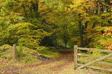 Woodland in autumn colours Scotland,habitat,forest,woodland,trees,tree,autumn,sunlight,leaves,seasons,green,yellow,woods,path,beauty in nature,idyllic,tranquil scene