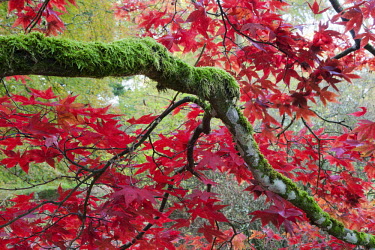 Leaves in shades of red covering trees Scotland,forest,woodland,trees,tree,autumn,sunlight,leaves,seasons,red,moss,green,colourful,maple,acer,beauty in nature,idyllic,tranquil scene