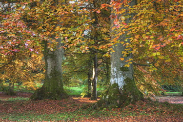 Woodland in Autumn colours Scotland,forest,woodland,trees,tree,autumn,sunlight,leaves,seasons,yellow,colourful,colours,leaf,beauty in nature,idyllic,tranquil scene