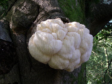 Large bearded tooth fungus Fruiting body,Basidiomycota,Hericium erinaceum,Bearded tooth,Tree hedgehog fungus,Hericiaceae,Hericiales,North America,Symbiotic,Endangered,Hericium,Wildlife and Conservation Act,Basidiomycetes,Fungi,