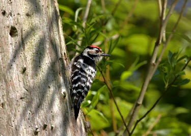 A male lesser spotted woodpecker in a tree bird,birds,woodpecker,woodland bird,lesser spotted woodpecker,Animalia Chordata Aves Piciformes Picidae,Dryobates minor,Dendrocopos minor,male,woodland,forest,close up,shallow focus,pecker,pecking,dru