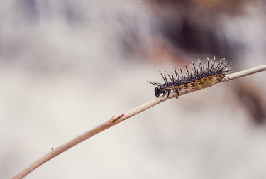 A caterpillar crawling along a branch Animalia,Arthropoda,Insecta,Lepidoptera,caterpillar,caterpillars,larvae,larval,larva,insect,insects,invertebrate,invertebrates